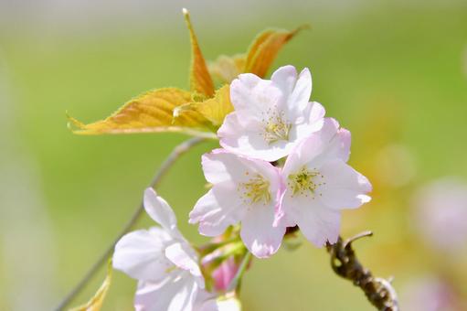 淡いピンクの桜 苔清水 淡いピンクの桜 苔清水 苔清水,桜,花の写真素材