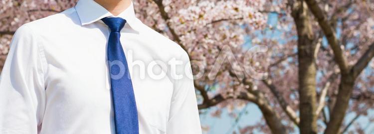 ビジネスマンと桜の木 やる気,サラリーマン,シャツの写真素材