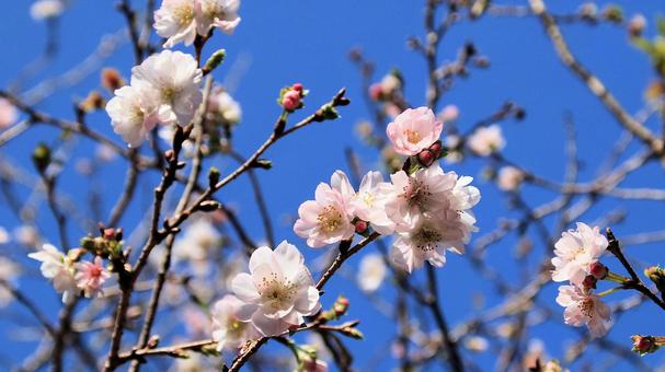 楽寿園の十月桜 十月桜,花,秋の写真素材