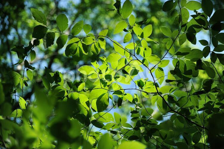 木漏れ日 葉,はっぱ,初夏の写真素材