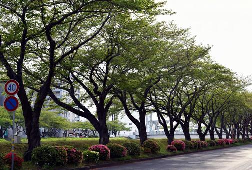 茨城県水戸市の川沿いの道 並木,道,道路の写真素材