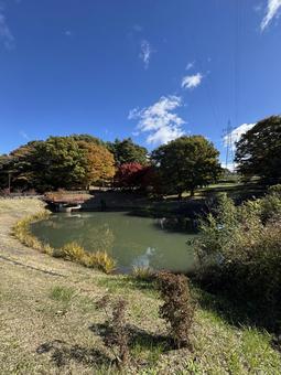 晩秋の小坂田公園の紅葉（長野県塩尻市）の写真