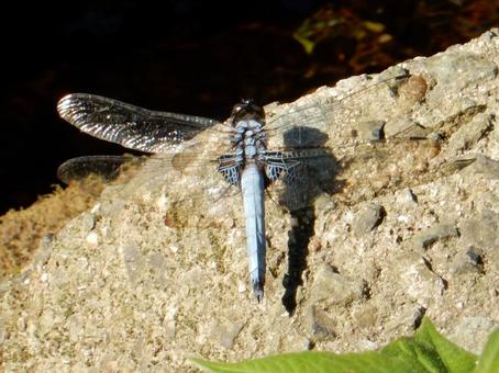 Photo, coconut shell, large salted dragonfly, dragonfly, 