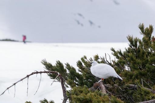 ハイ松の枝に止まる雷鳥 ハイ松の枝に止まる雷鳥の写真