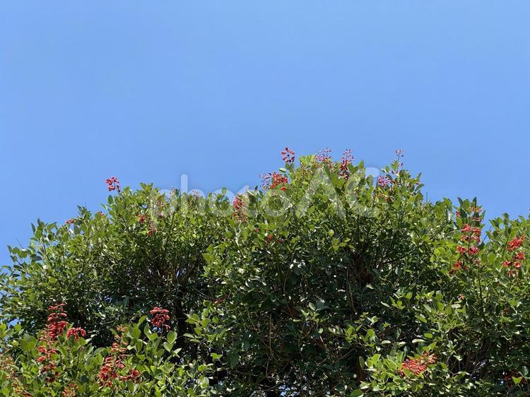 青空と赤い花の木 空,木,自然の写真素材