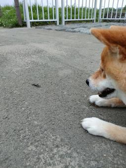 ちっちゃいカニを見つけて見つめる柴犬 ちっちゃいカニを見つけて見つめる柴犬の写真