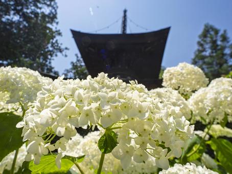 塔の前の白いアジサイ 塔の前の白いアジサイ 久米寺,白い,紫陽花の写真素材