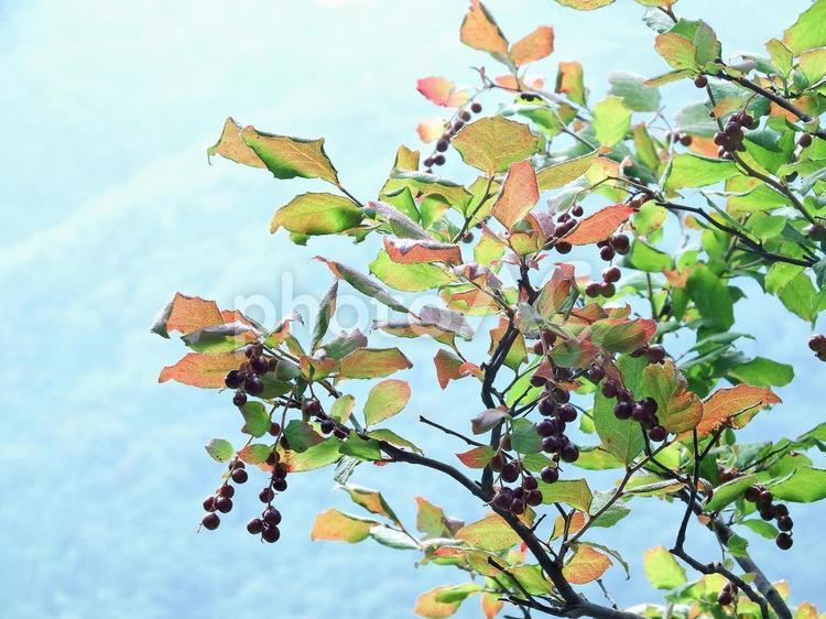 名のとおり８月に早くも色づくナツハゼ ナツハゼ,紅葉,実の写真素材