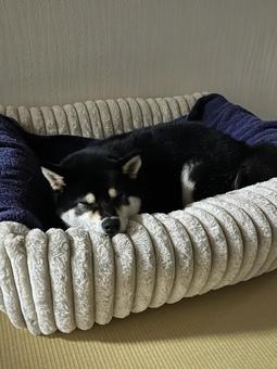 新しいベット 犬,柴犬,黒柴の写真素材