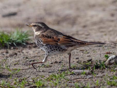 地面を歩くツグミ 地面を歩くツグミ ツグミ,野鳥,鳥の写真素材