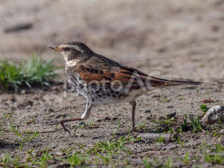 地面を歩くツグミ ツグミ,野鳥,鳥の写真素材