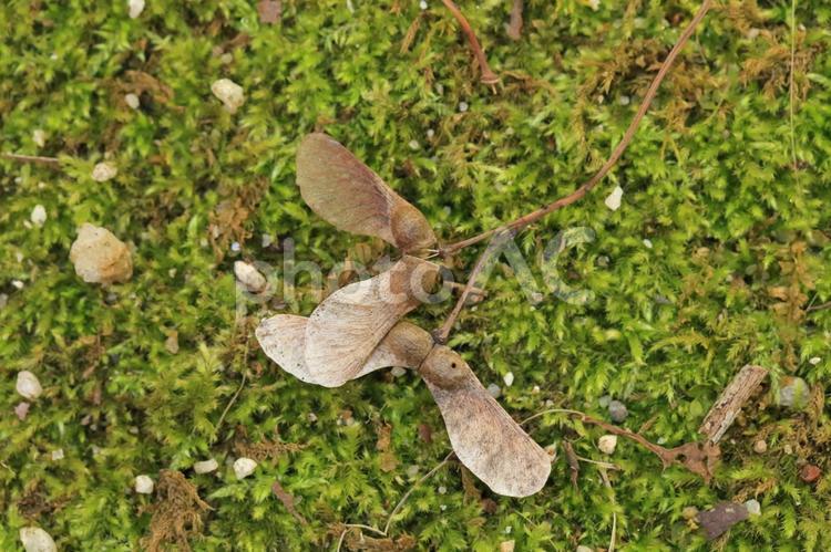 地面（苔）の上に落ちたモミジの種 種,もみじ,モミジの写真素材