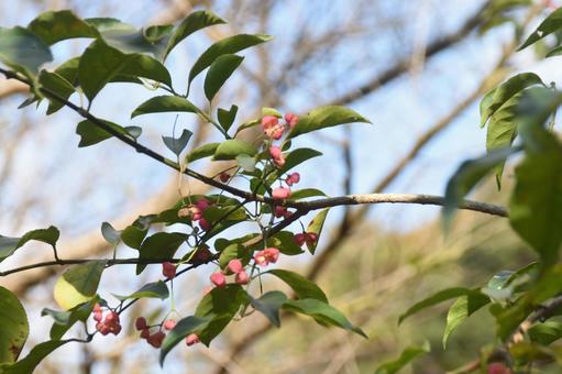 立冬：マユミの実2 植物,マユミ,真弓の写真素材