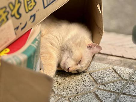 段ボールのベッドで眠るノラ猫シロ 段ボールのベッドで眠るノラ猫シロの写真