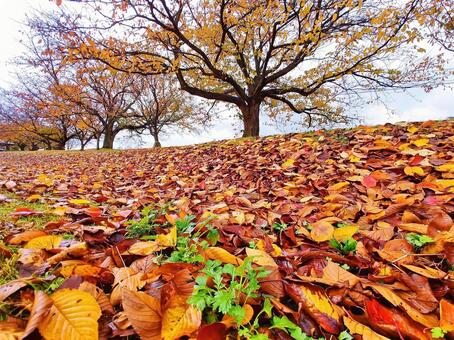桜並木と一面の落ち葉 落ち葉,落葉,桜葉の写真素材