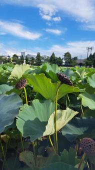 lotus, JPG