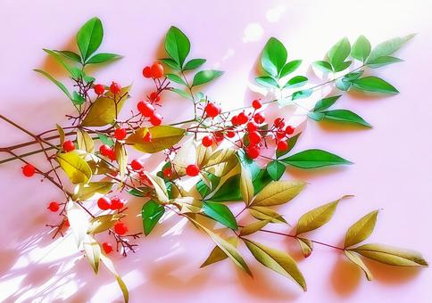 南天と陽光 南天,花木,縁起物の写真素材