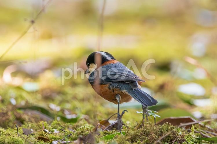 ヤマガラの振り返る瞬間 ヤマガラ,野鳥,鳥の写真素材