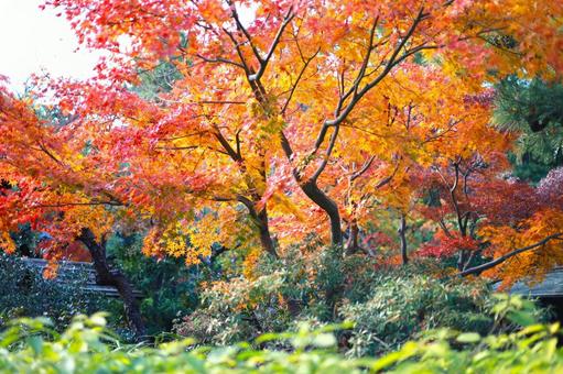 美しい紅葉のイメージ素材 美しい紅葉のイメージ素材の写真