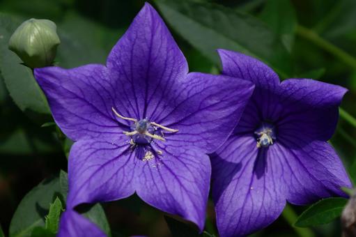 Photo, campanulaceae, flower, bellflower family, 