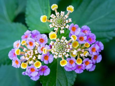 ランタナの写真