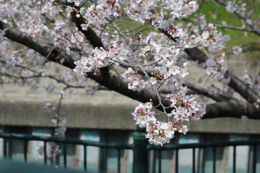 桜 桜の写真