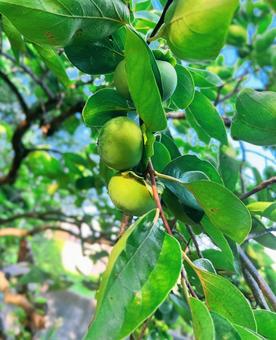 Green Persimmon, JPG Green Persimmon, JPG