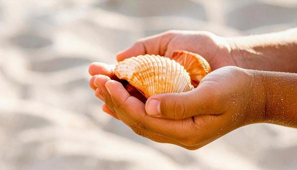 砂浜で拾った子供の手の平の巻貝の写真