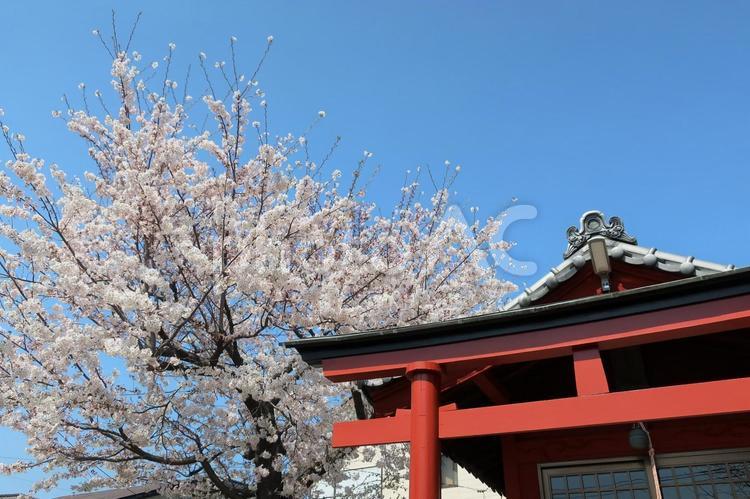 桜と神社の屋根 桜,神社,屋根の写真素材