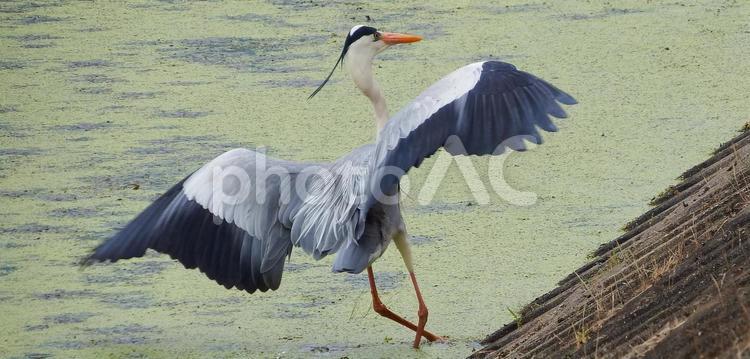 ショックでよろけるアオサギ ため池,アオサギ,サギの写真素材