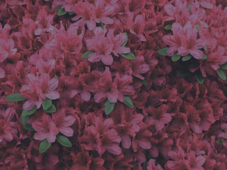 躑躅 [低彩度]版 縦横4:3 躑躅,花,植物の写真素材