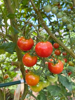 Cherry Tomato, JPG