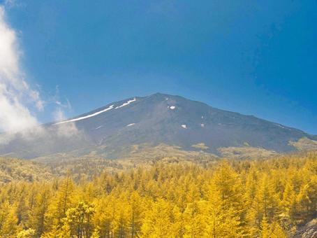 富士山と黄葉 富士山と黄葉 富士山,黄葉,紅葉の写真素材