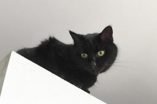 上からじっと見つめる黒猫 上からじっと見つめる黒猫の写真