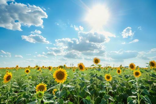 夏の象徴・一面のひまわり畑 夏の象徴・一面のひまわり畑の写真