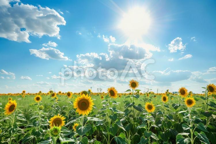 夏の象徴・一面のひまわり畑 夏,ひまわり,青空の写真素材