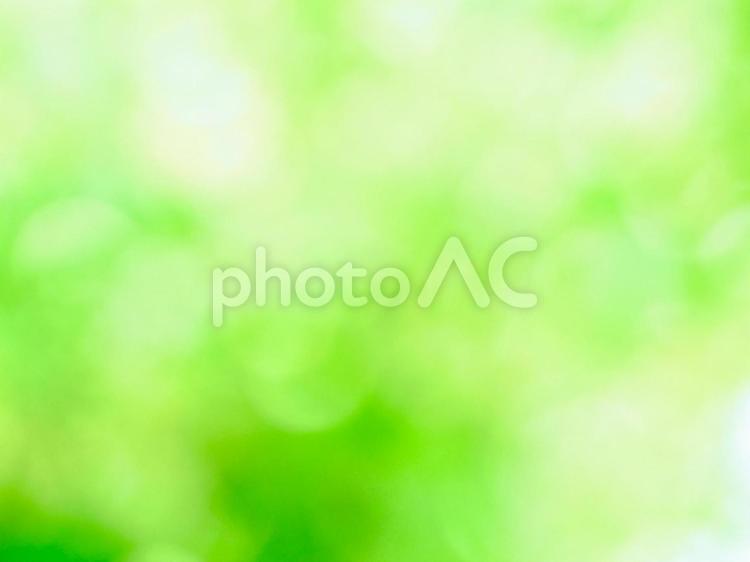 木漏れ日 木漏れ日,ボケ,玉ボケの写真素材