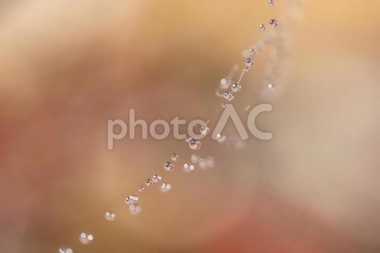 蜘蛛の巣の水玉たち 水玉,蜘蛛の巣,滴の写真素材