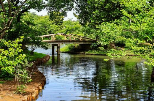 三渓園の池 三渓園の池 池,沼,橋の写真素材