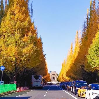 神宮外苑イチョウ並木 神宮外苑,明治神宮外苑,イチョウ並木の写真素材