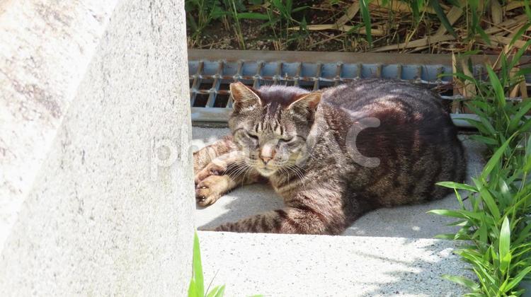 隅っこの窪地でぼんやりしているモフモフ猫 猫,キジトラ,日向ぼっこの写真素材