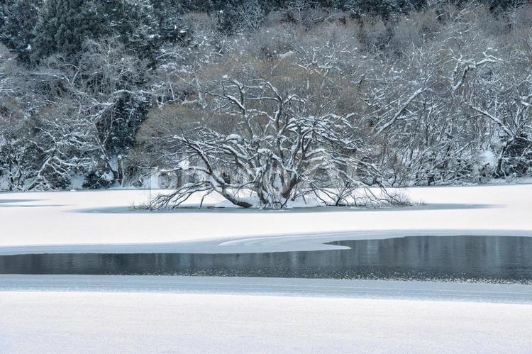 湖の中に生える冬の木 冬,湖,自然の写真素材