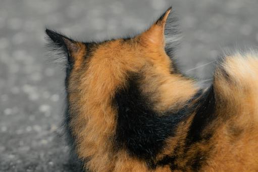 猫の後ろ姿 猫の後ろ姿の写真
