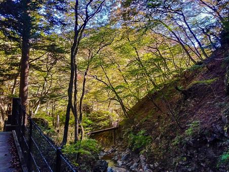 夕暮れ時の紅葉 秋,紅葉,ハイキングの写真素材