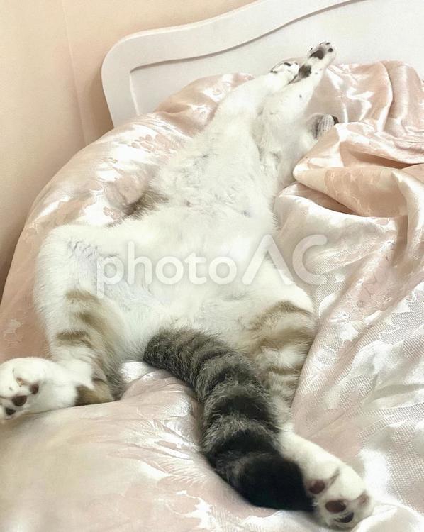 足を広げて眠るシャム系猫ちゃん 猫,シャムトラ,微睡むの写真素材