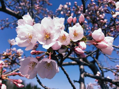 Cherry blossoms close up, cherry blossoms, spring, flower, JPG