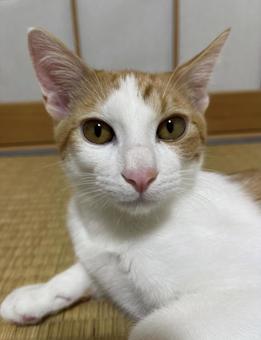 猫 猫の写真