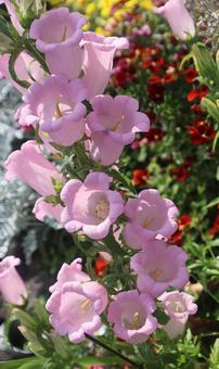 共感 カンパニュラ,花,フラワーの写真素材