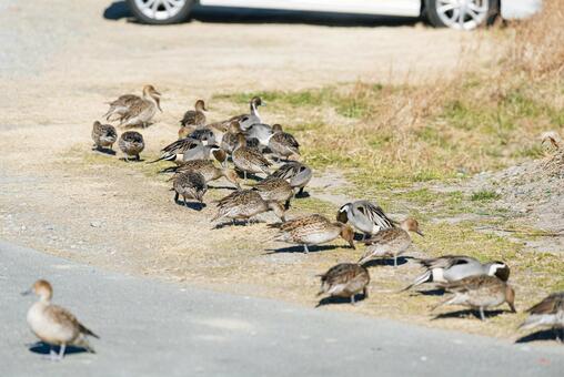 地面をついばむオナガガモの群れ オナガガモ,鴨,渡り鳥の写真素材