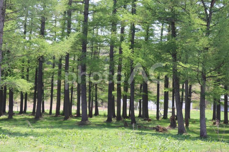 ５月の安比高原 安比高原,牧場,花見の写真素材